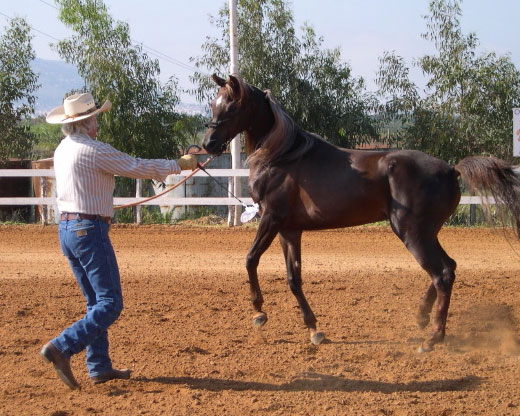 horse trainers in Sicily